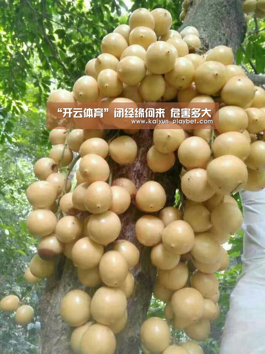开云电竞